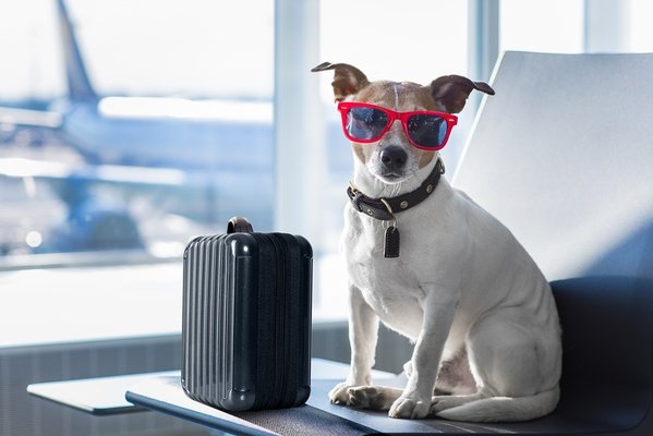 Travel with your pet villa luz family gourmet & all exclusive hotel gandia beach Travel with your pet villa luz family gourmet & all exclusive hotel gandia beach